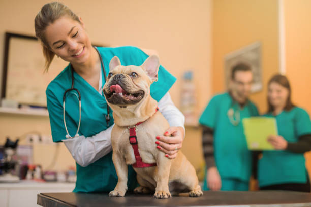 Veterinary Assistant Course in Lower Sackville