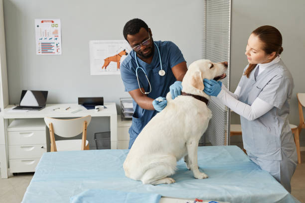 Veterinary Assistant Class in Lower Sackville