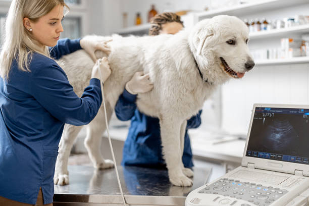 Veterinary Assistant Program in Halifax